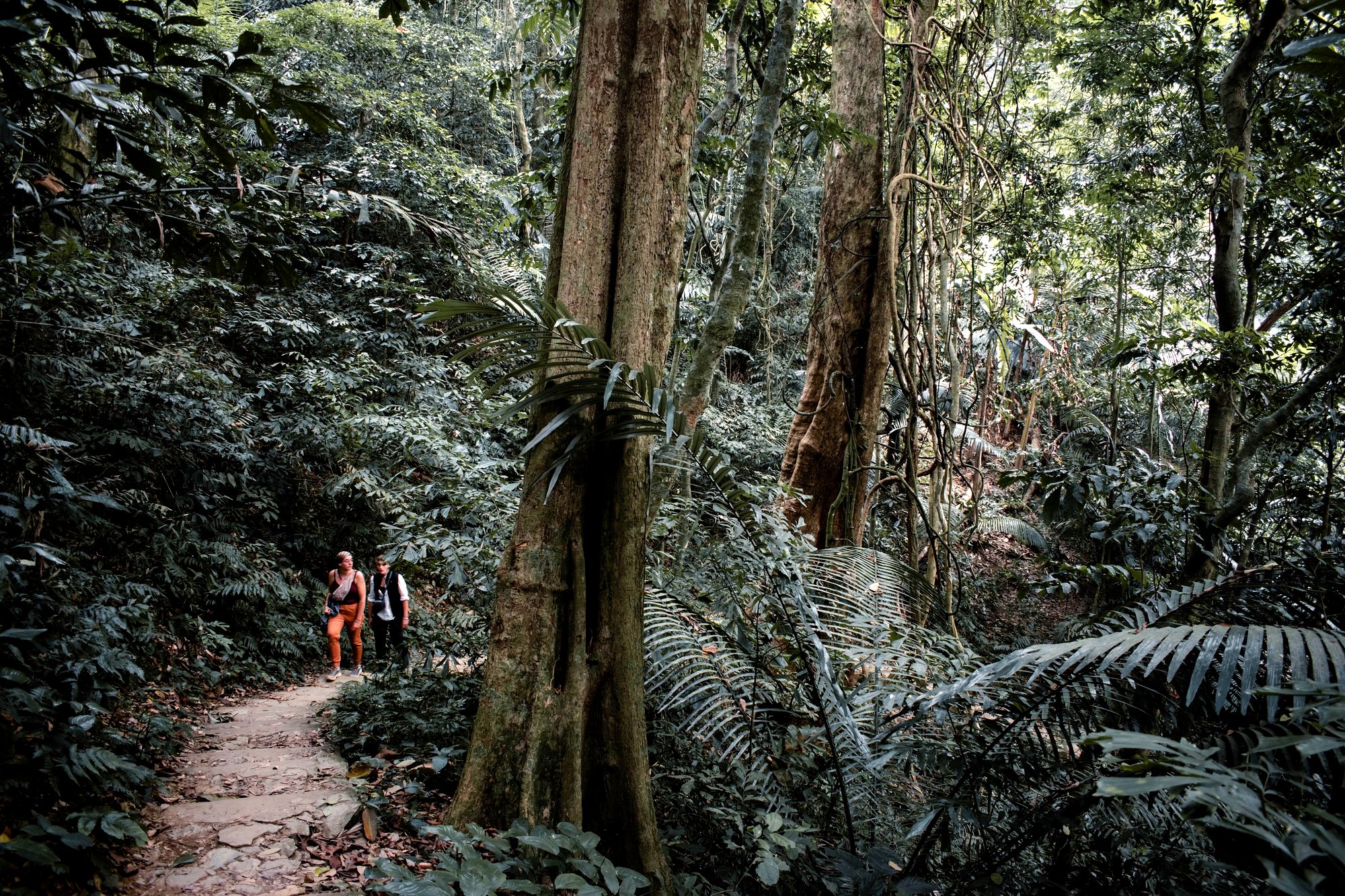 Jungle trekking trail, Vietnam