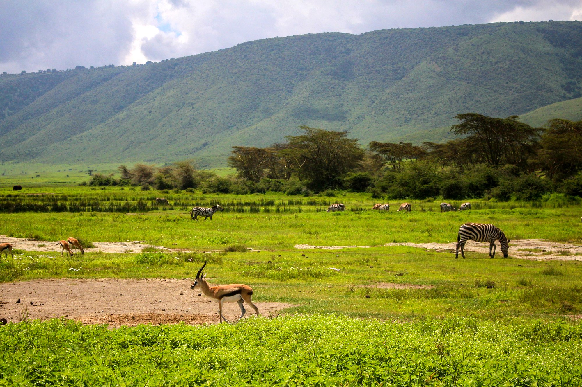 Ngorongoro Crater floor with zebra and gazelle, Tanzania