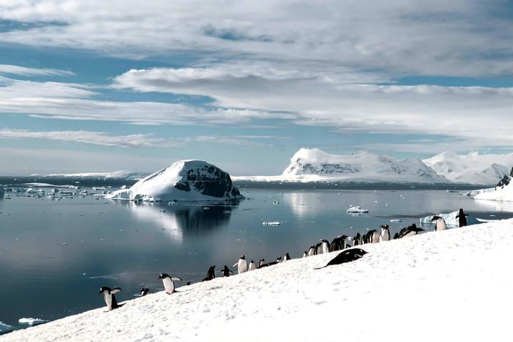 Penguins on the Antarctic Peninsula