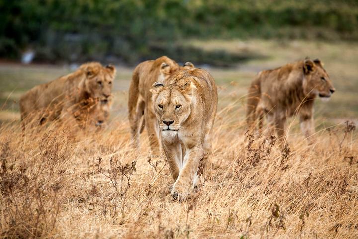 Lion pride in Ngorongoro Crater, Tanzania